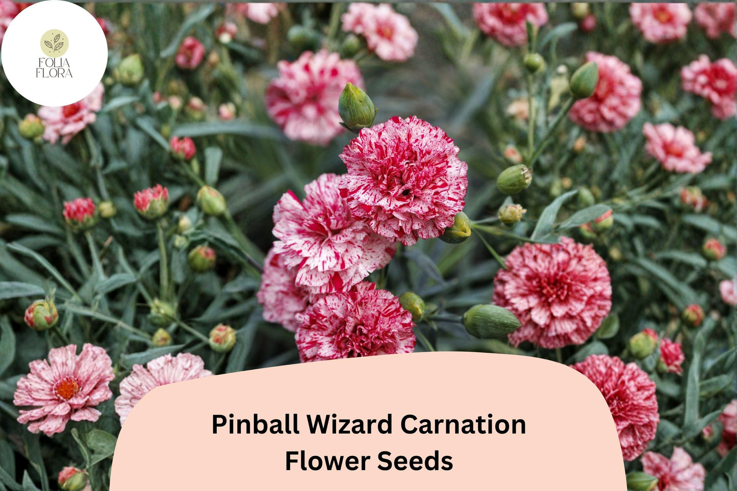 200+ Pinball Wizard Carnation Seeds for Garden Planting | Dianthus caryophyllus | Vibrant Pink & White Blooms