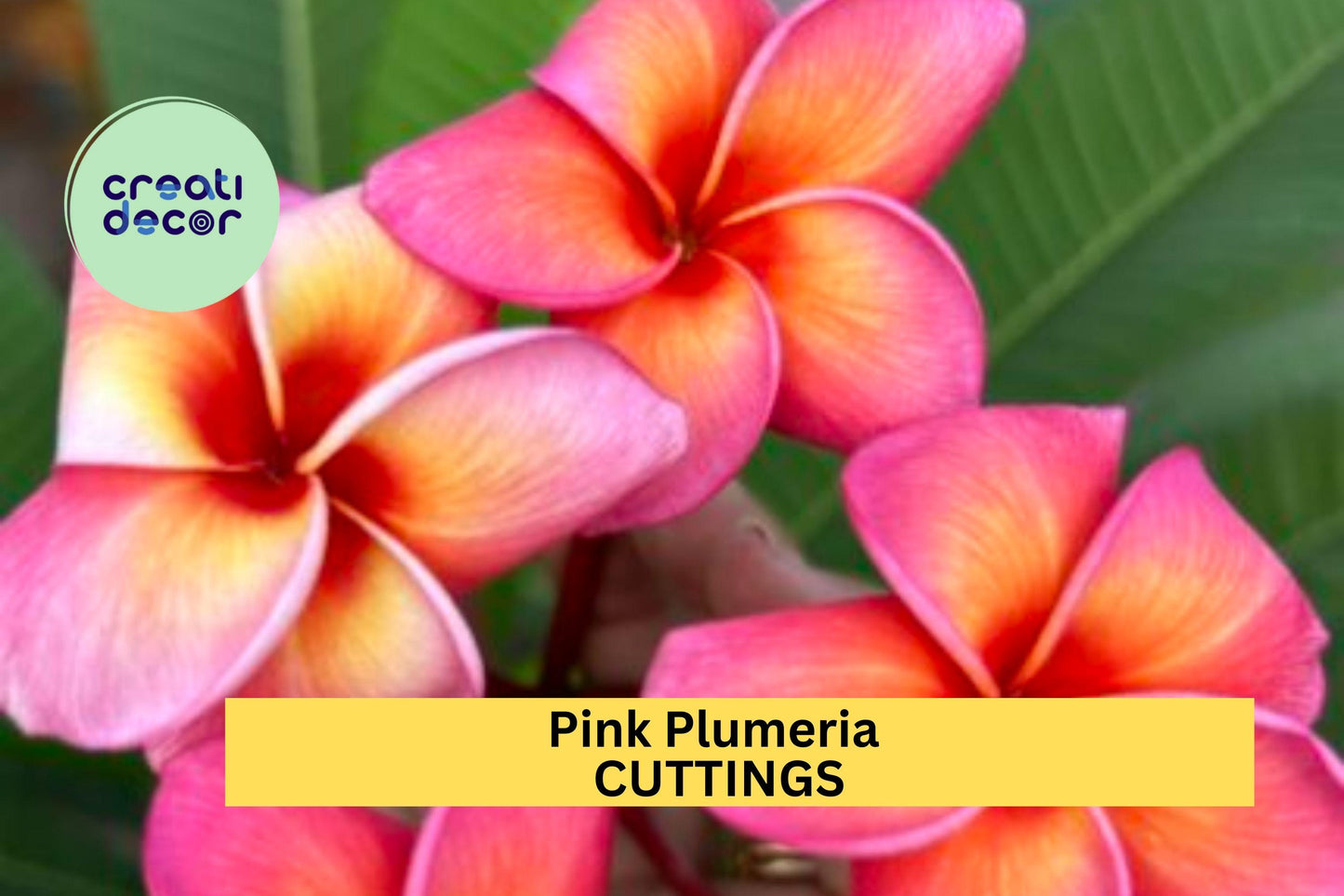 2 Pink Plumeria Cuttings – Single Head 10" Unrooted Stems for Easy Rooting – Tropical Frangipani Starter Plants – USA