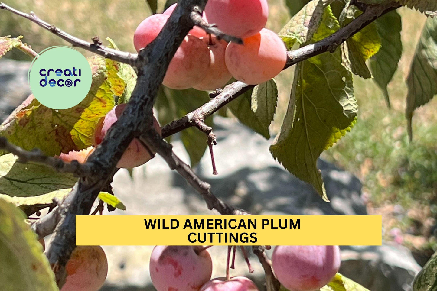 12 Wild American Plum Cuttings – Prunus americana | Unrooted Stems for Edible Landscaping, Wildlife Gardens, or Hedgerows