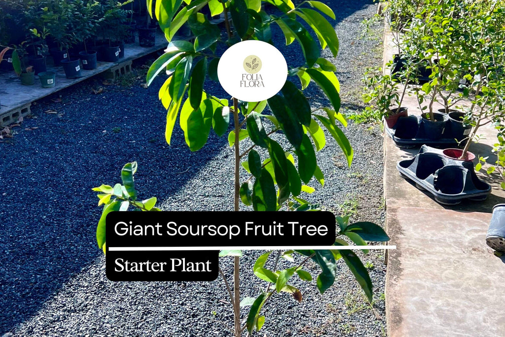 1 Giant Soursop Fruit Tree (Annona muricata) Live Starter Plant – 3’-4’