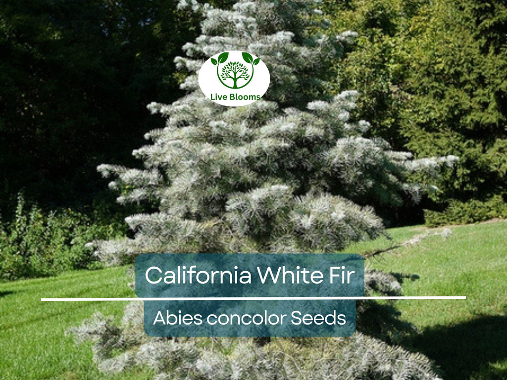 30 California White Fir Tree Seeds (Abies Concolor) | Pine, Evergreen, Hardy Conifer for Landscaping, Reforestation & Garden