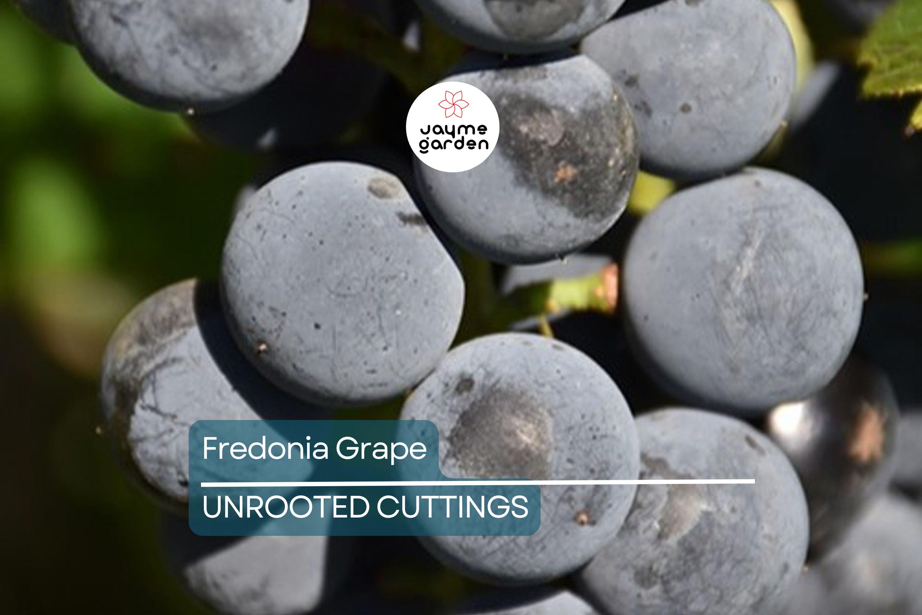 Fredonia Grape Cuttings | 5 Unrooted Cuttings | Organic| Easy to Grow | Cold-Hardy & Disease-Resistant
