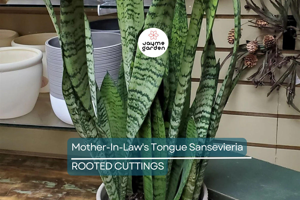 3 Snake Plant Cuttings with Roots - Mother-In-Law's Tongue Sansevieria - Live Plant Ready to Plant