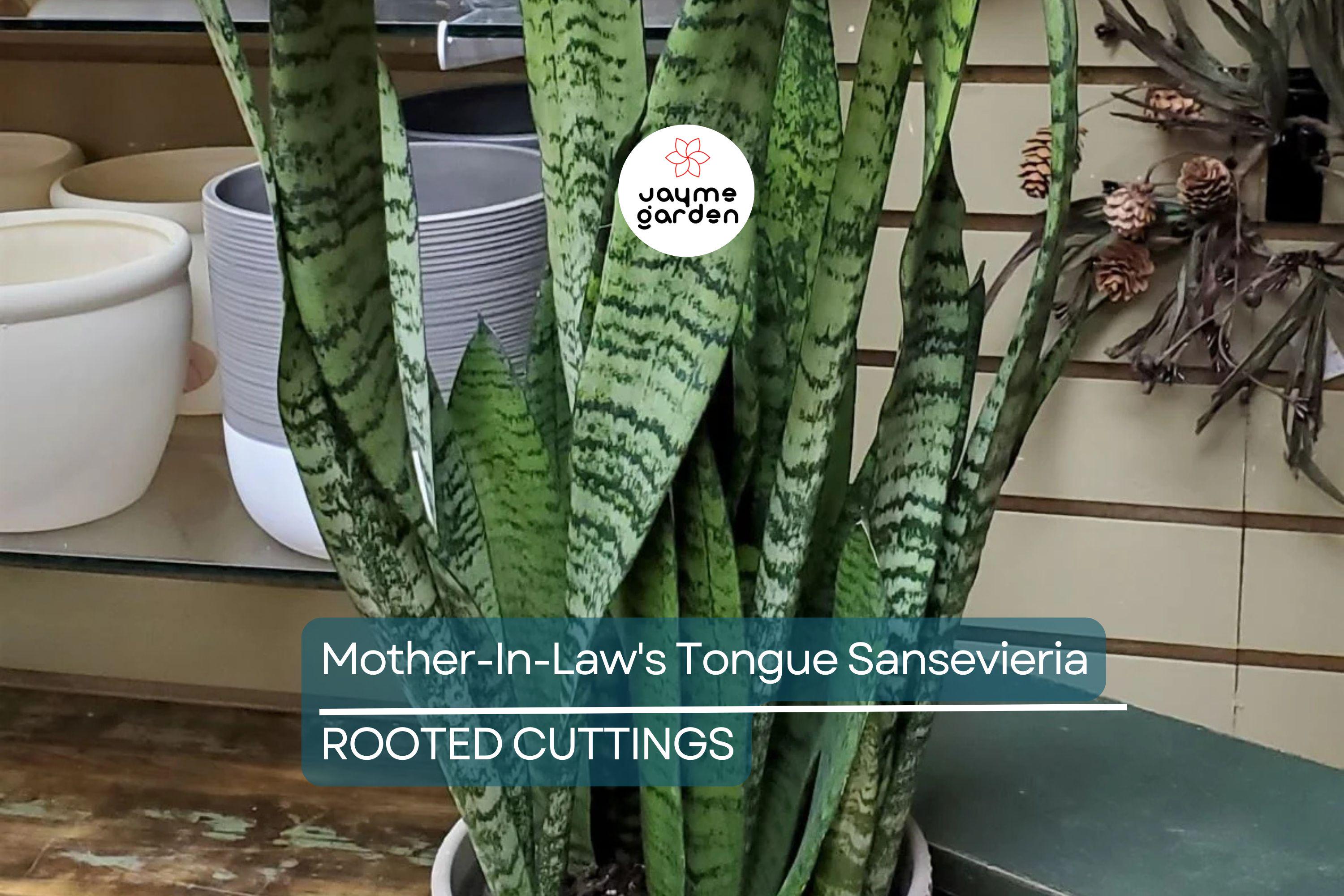 3 Snake Plant Cuttings with Roots - Mother-In-Law's Tongue Sansevieria - Live Plant Ready to Plant