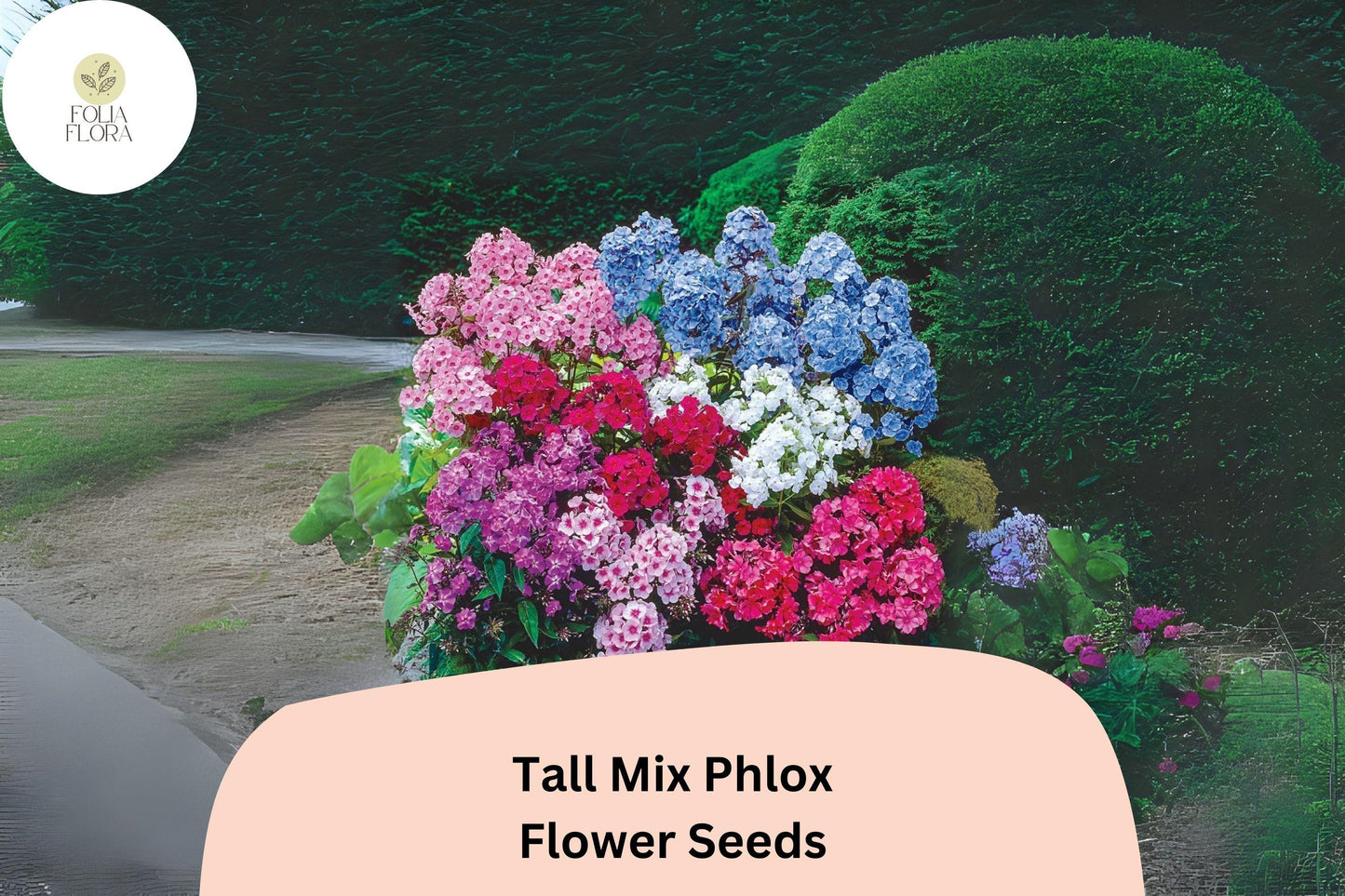 100+ Tall Mix Phlox Seeds – Perennial Garden Flowers, Phlox paniculata Blend