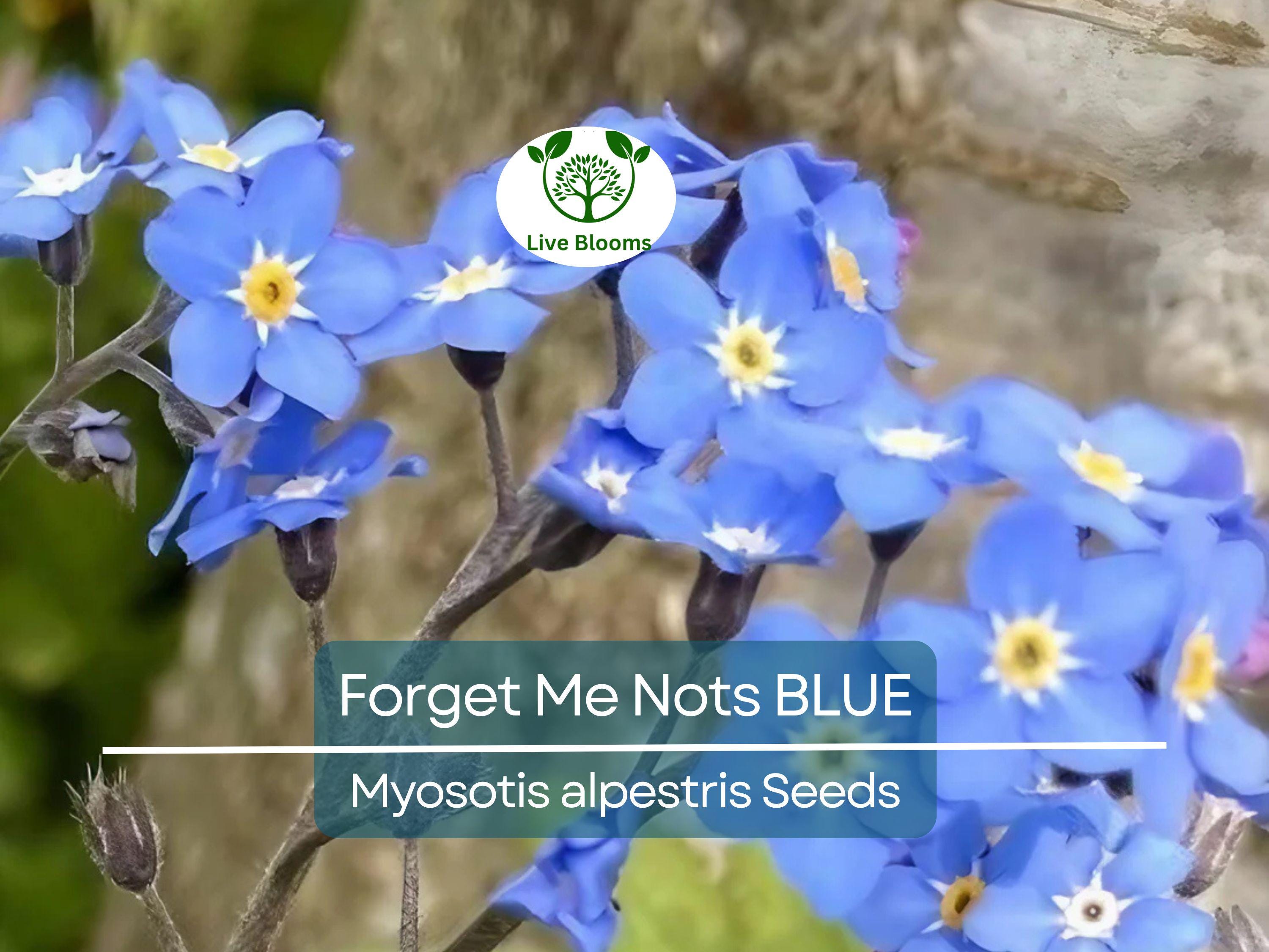 500 Seeds Forget Me Nots BLUE Perennial Flowers, Non-GMO Spring Blooms, Myosotis, Ideal for Cut Flowers & Gardens, Attracts Pollinators