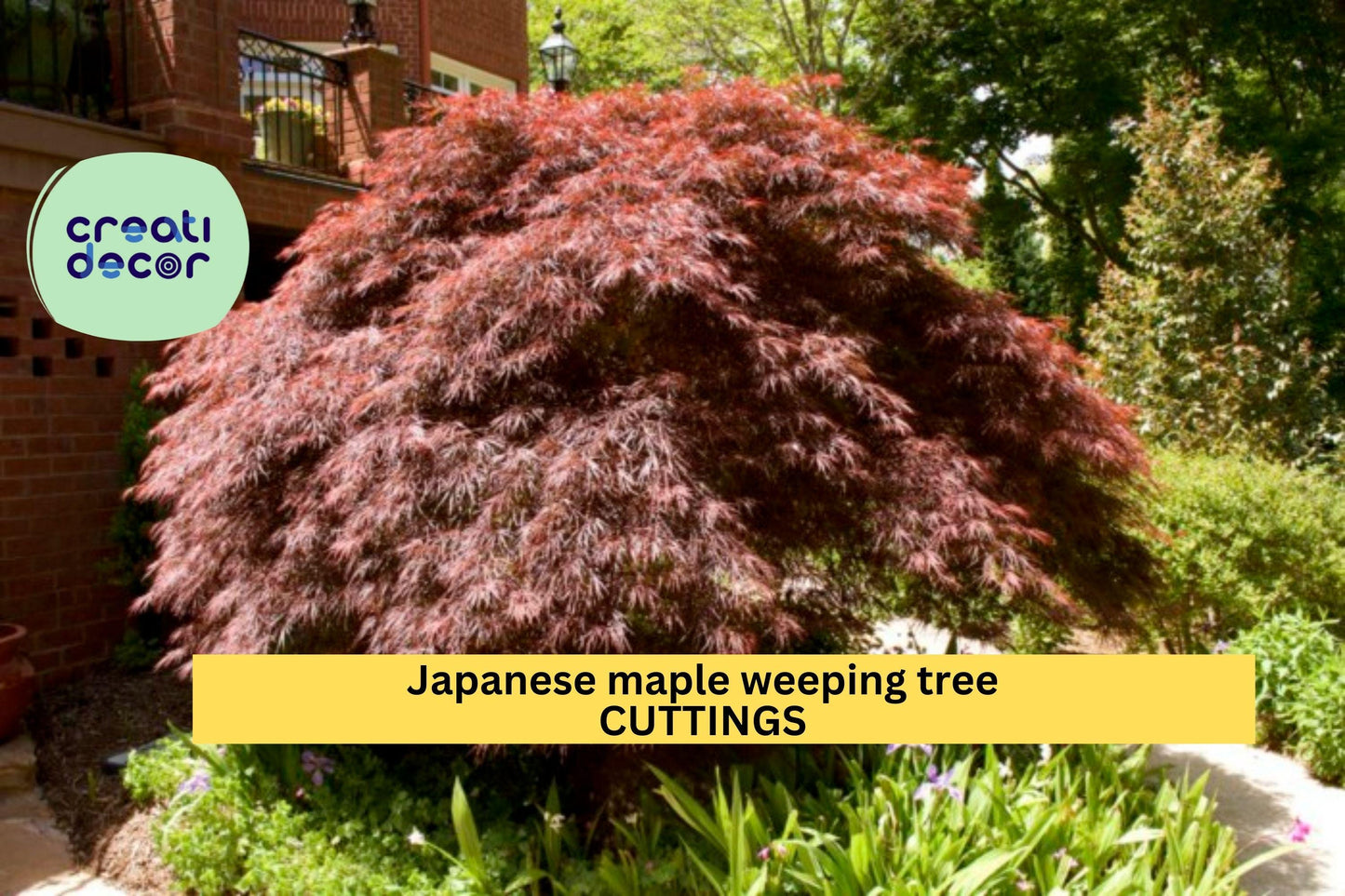 10 Garnet Japanese Maple Cuttings – Weeping Acer palmatum dissectum | Thin Unrooted Stems for Grafting or Propagation Projects