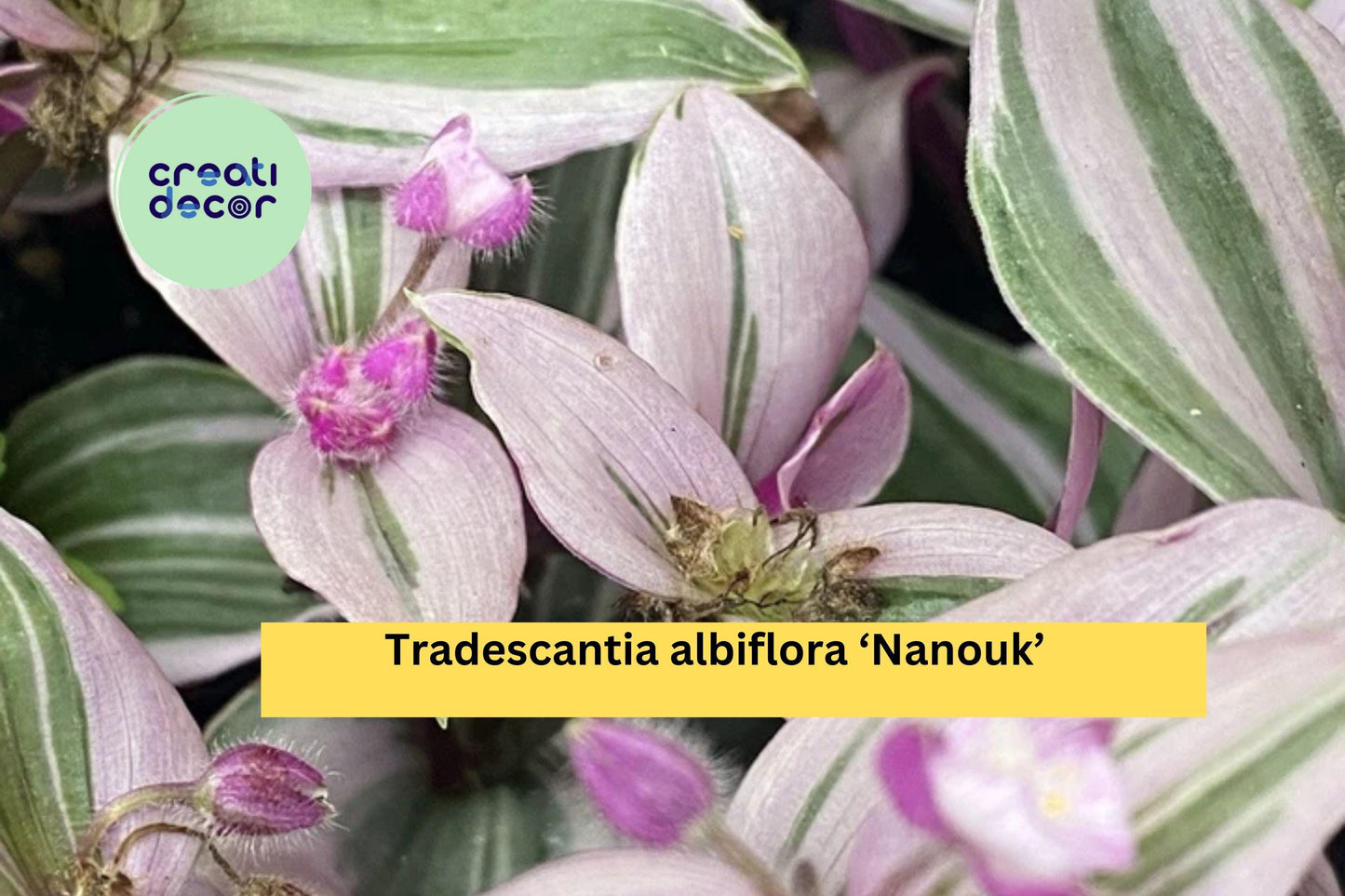 Tradescantia Nanouk Live Houseplant | 2 Rooted Cuttings with Pink Green Foliage | Easy Indoor Plant for Pots, Hanging Baskets