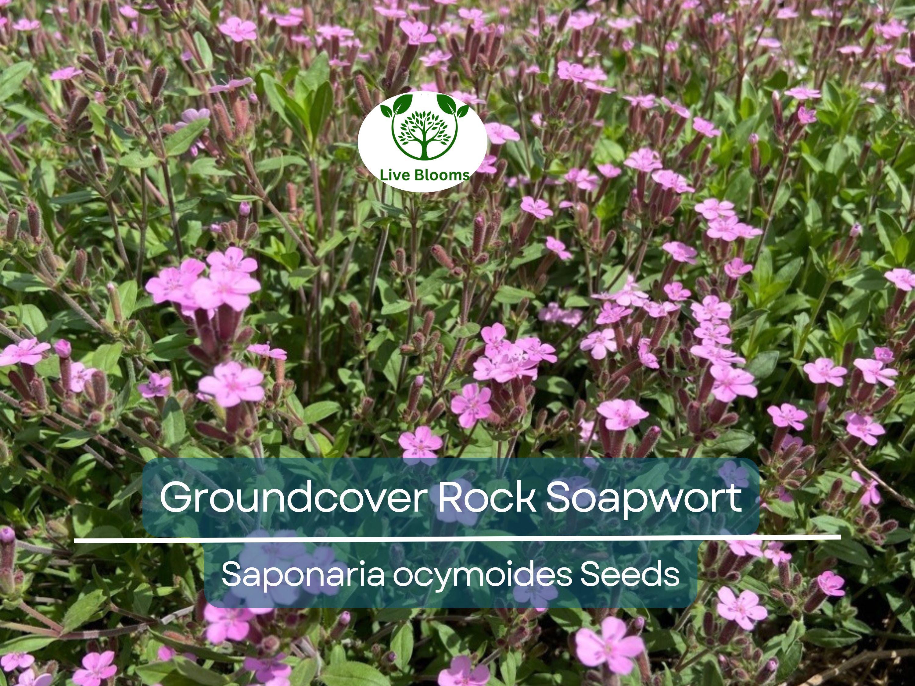 1000 Seeds Groundcover Rock Soapwort, Spreading Perennial, Pink Flowers, Non-GMO, Saponaria ocymoides, Easy to Grow