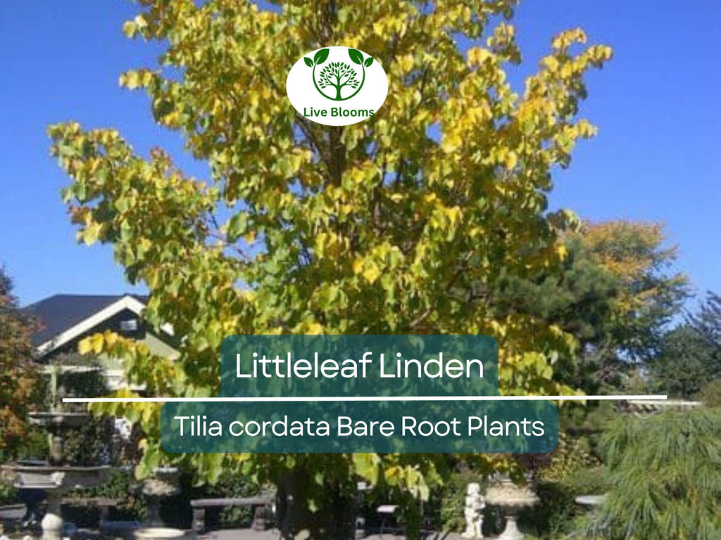 1 Littleleaf Linden Tree – Live Bare Root Plant – Tilia cordata – Shade Tree with Fragrant Blooms – Pollinator-Friendly
