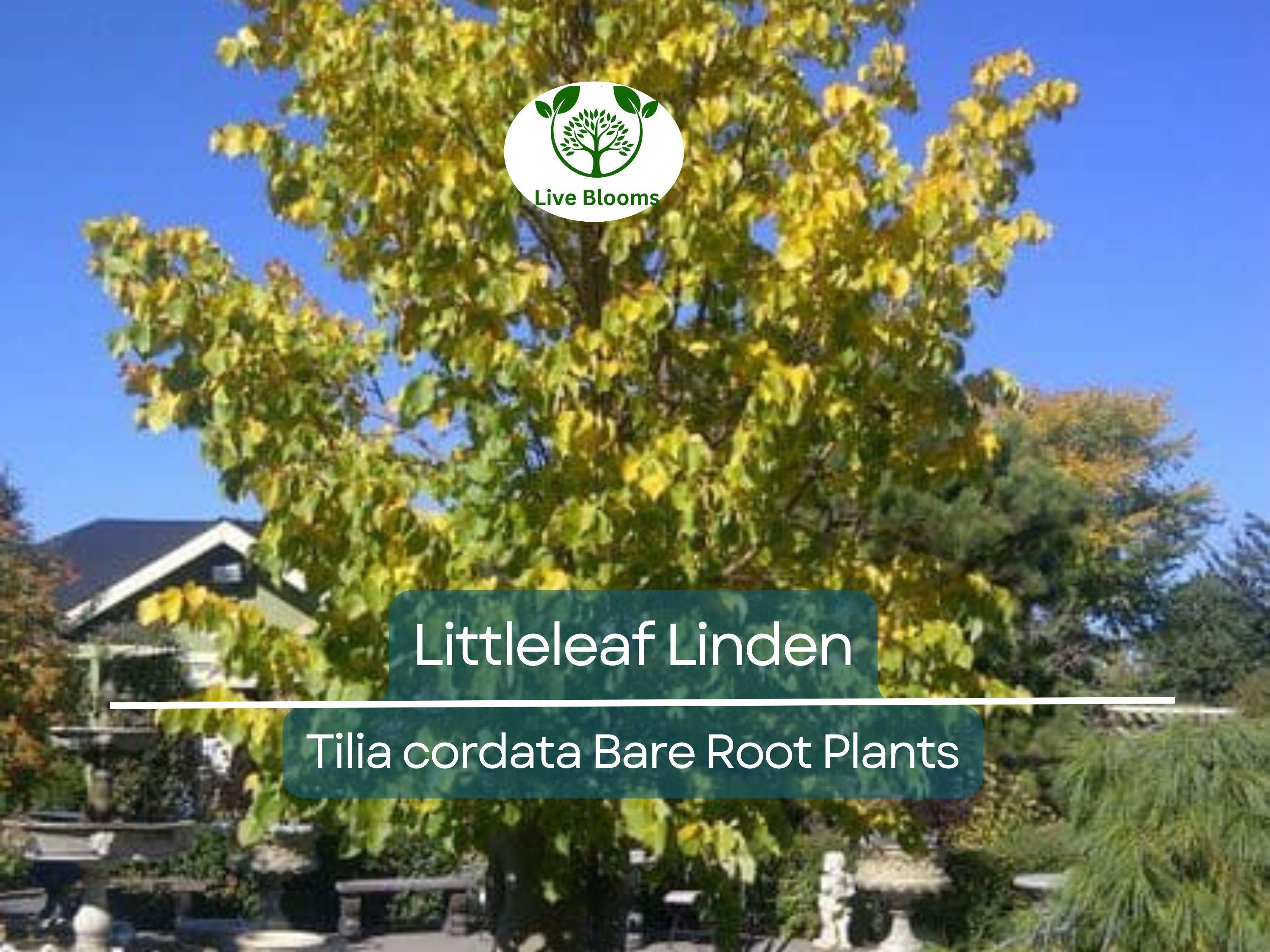 1 Littleleaf Linden Tree – Live Bare Root Plant – Tilia cordata – Shade Tree with Fragrant Blooms – Pollinator-Friendly