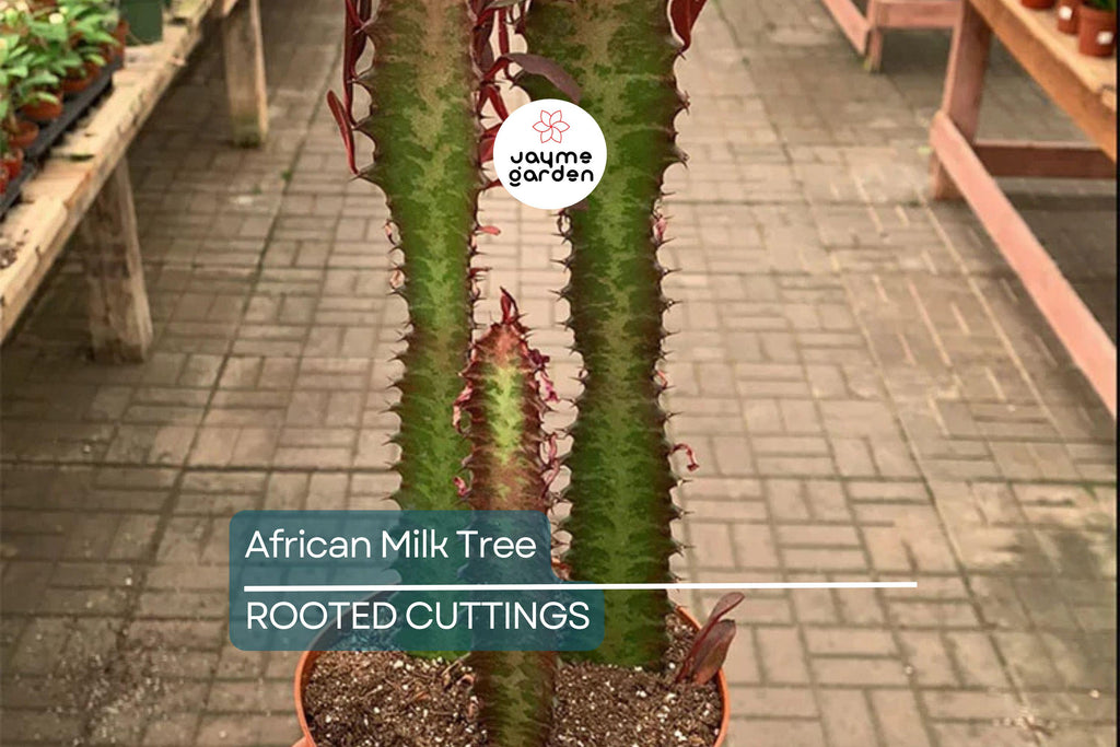 African Milk Tree (Euphorbia trigona) 4–8" Rooted Cutting | Low-Maintenance Succulent | Indoor/Outdoor Plant | Striking Red Color