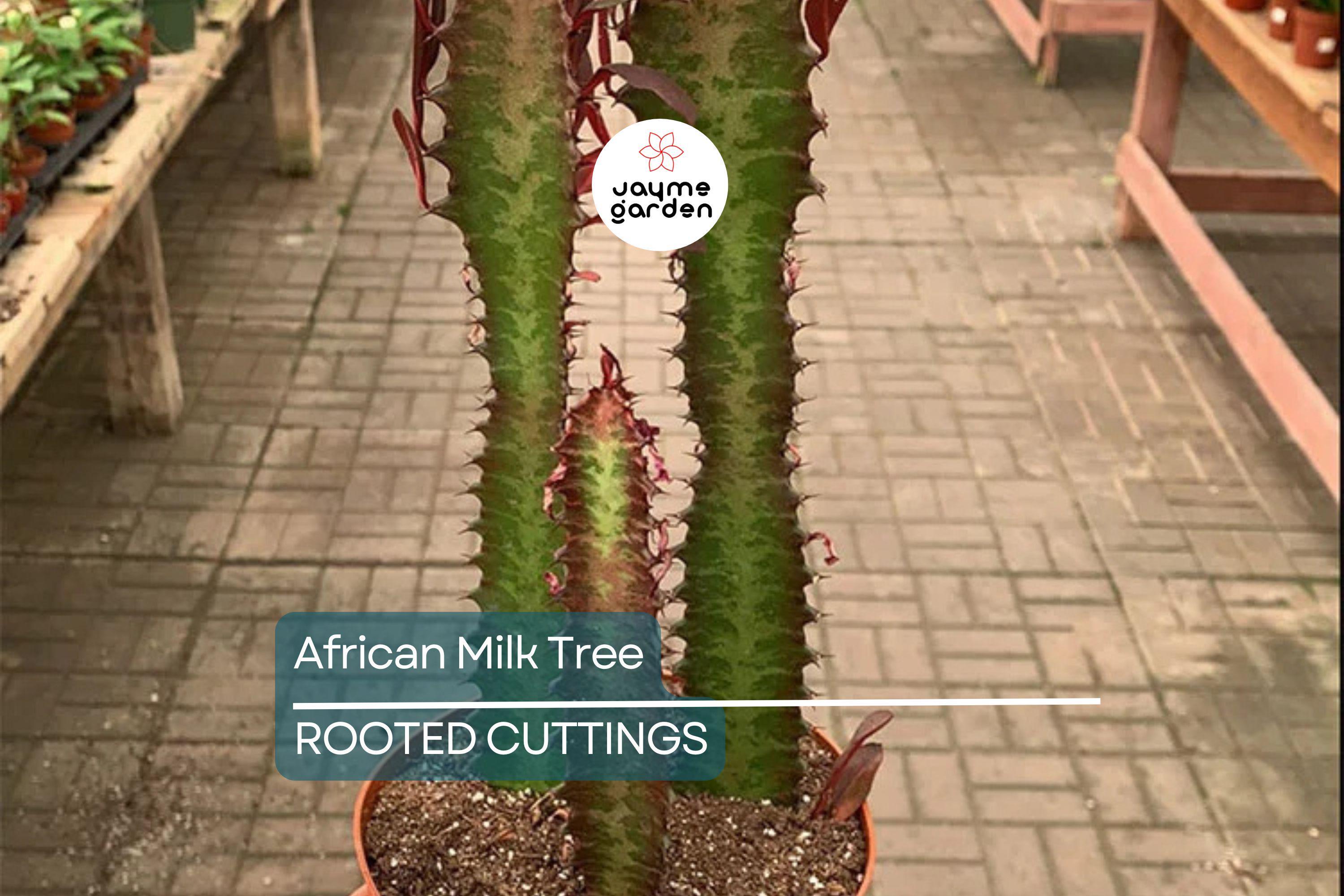 African Milk Tree (Euphorbia trigona) 4–8" Rooted Cutting | Low-Maintenance Succulent | Indoor/Outdoor Plant | Striking Red Color