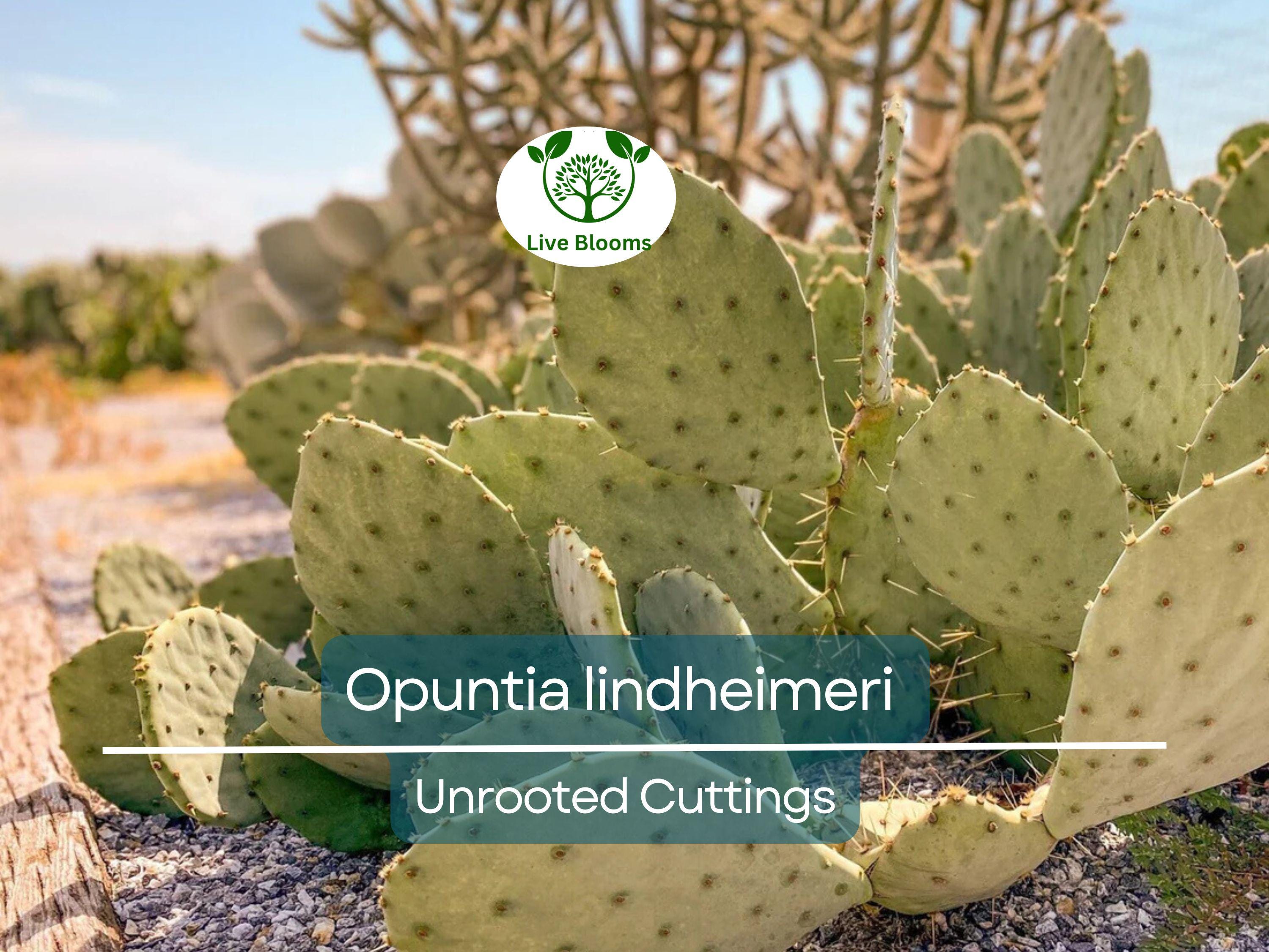 1 West Texas Prickly Pear Cactus Pad Segment - Opuntia lindheimeri Cutting for Planting & Propagation