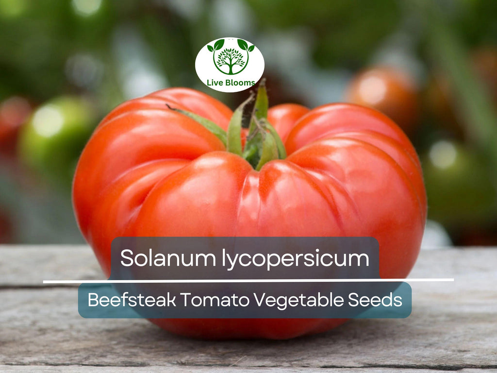 300 mg Beefsteak Tomato Seeds - Solanum lycopersicum | Heirloom, Large & Juicy Tomato | Perfect for Slicing, Sandwiches, and Home Gardens