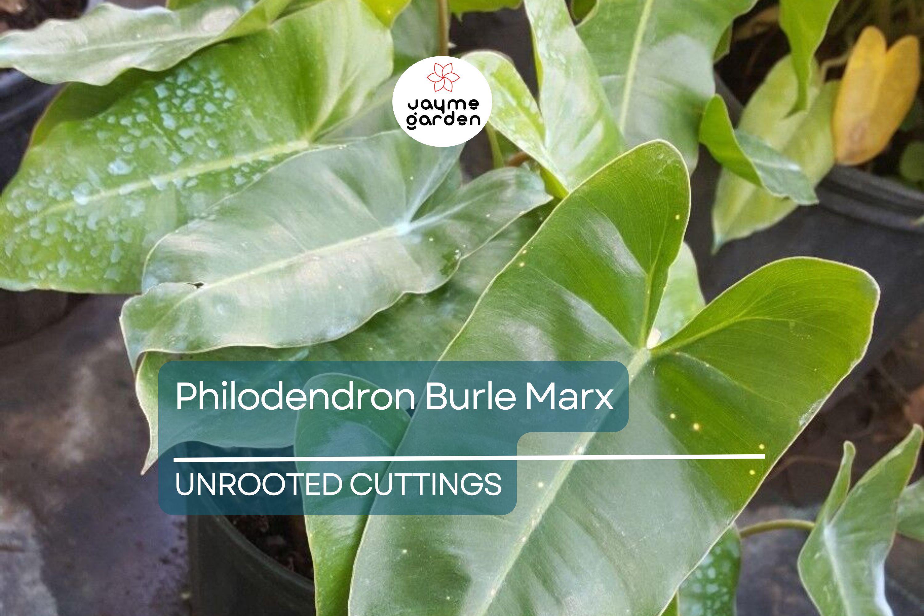 1 Philodendron Burle Marx 5-7" Unrooted Cutting - Tropical Houseplant with Unique Green Foliage for Indoor Decor & Propagation