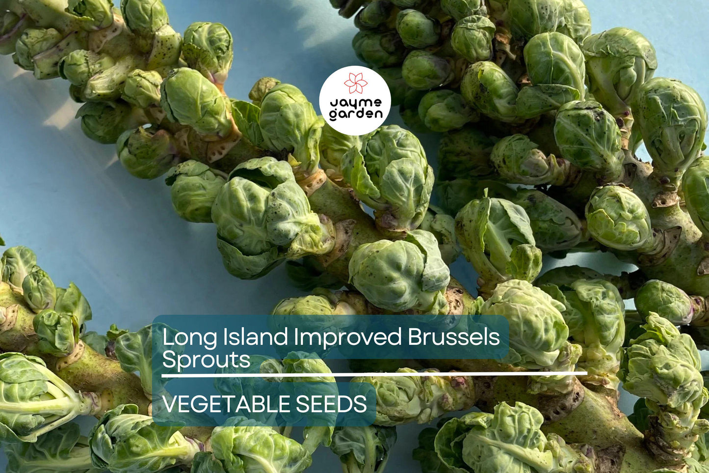 1000 Long Island Improved Brussels Sprouts Seeds – Heirloom, Non-GMO | USA Seller, Cool-Season Crop