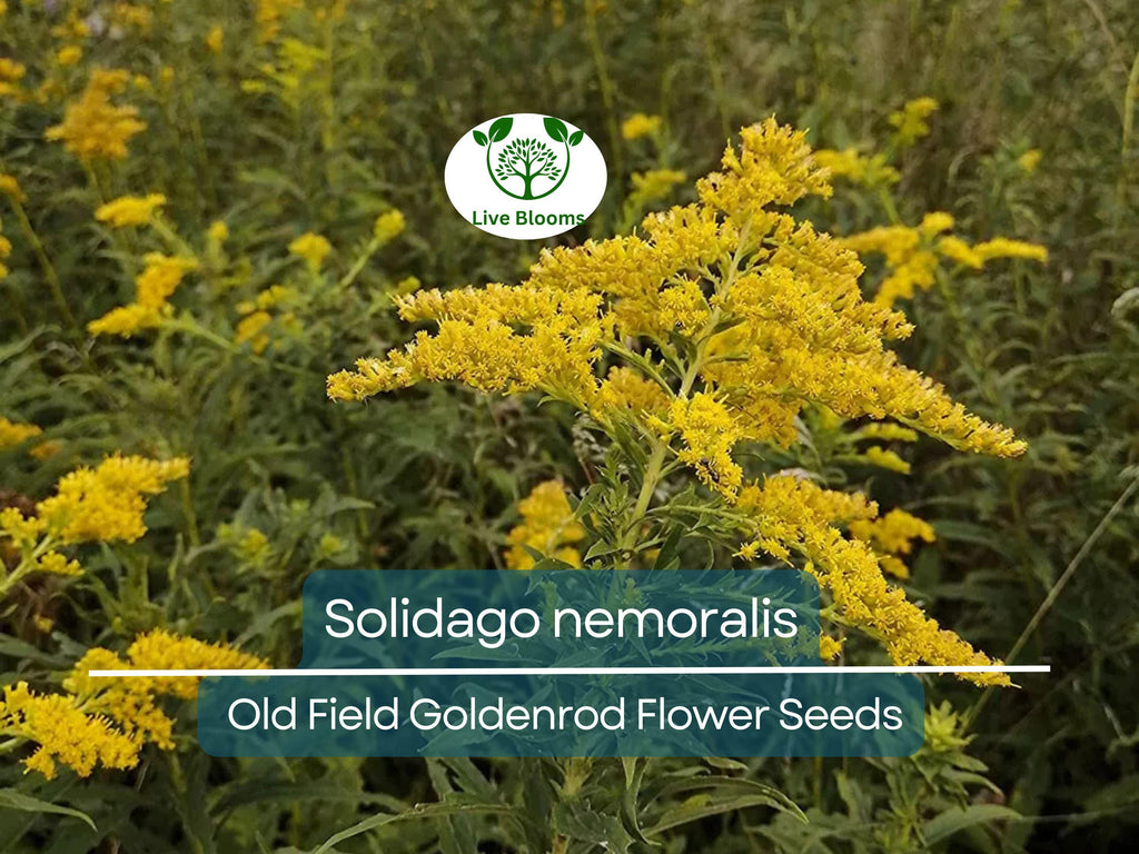 500 mg Seeds Solidago nemoralis (Old Field Goldenrod) for Planting, Native Perennial Wildflower for Pollinator Gardens & Natural Landscaping