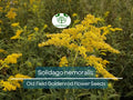 500 mg Seeds Solidago nemoralis (Old Field Goldenrod) for Planting, Native Perennial Wildflower for Pollinator Gardens & Natural Landscaping