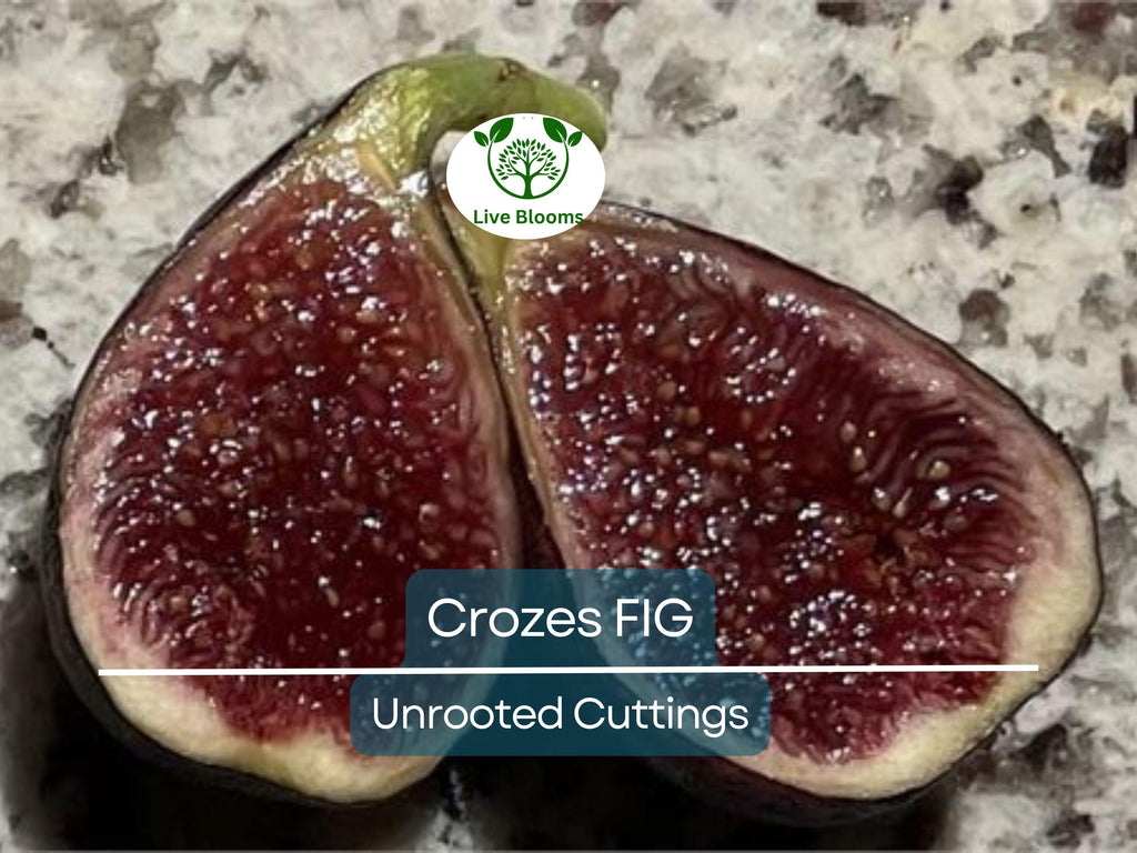 1 Fig Tree “Crozes” Cold Hardy Unrooted Cutting, 6-8 Inches, Perfect for Propagation, Grow Your Own Fig Tree, Cold Tolerant