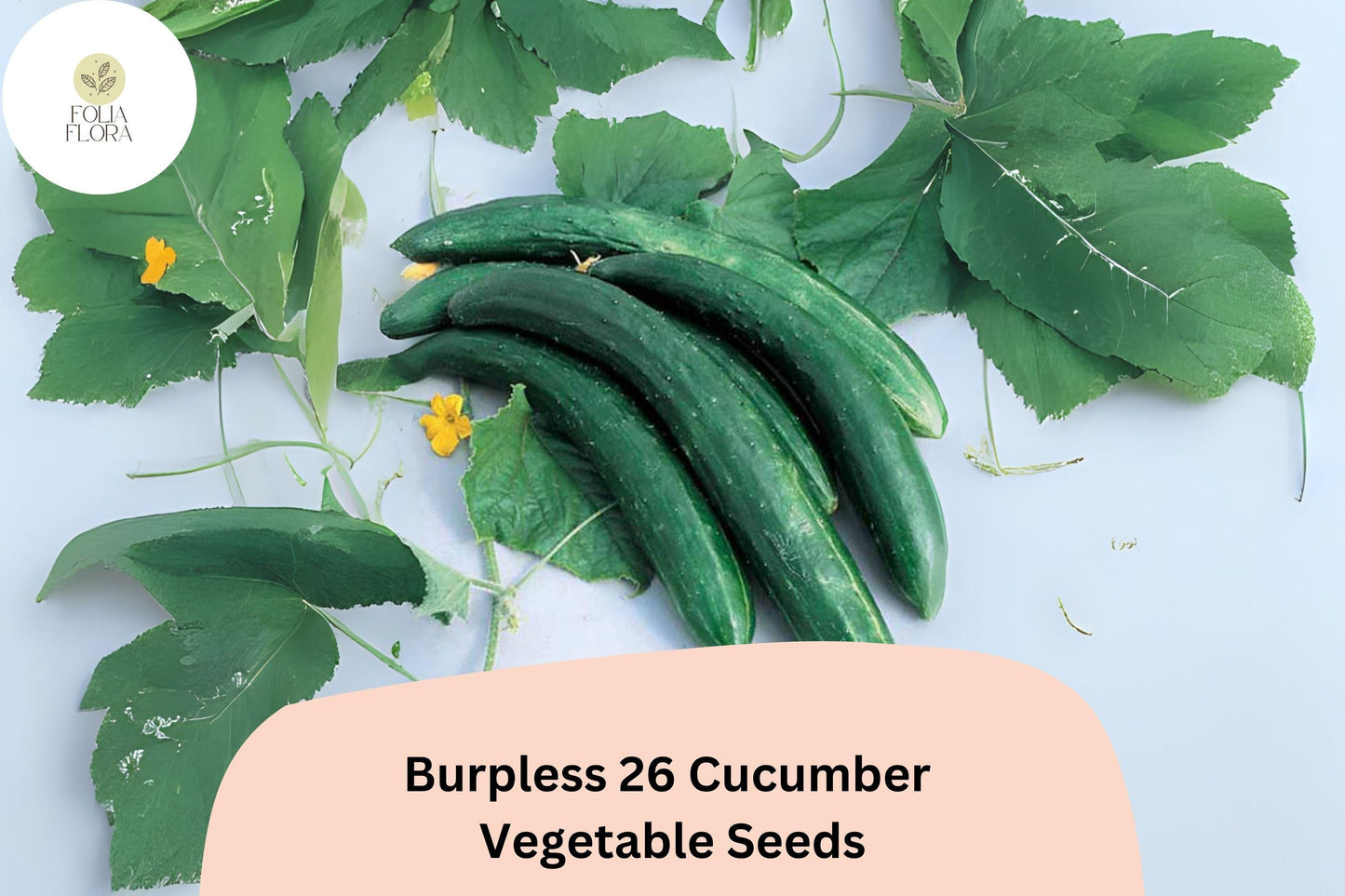 25+ Burpless 26 Cucumber Seeds | Tender Non-Bitter Slicer | Heirloom Non-GMO Easy Garden Planting