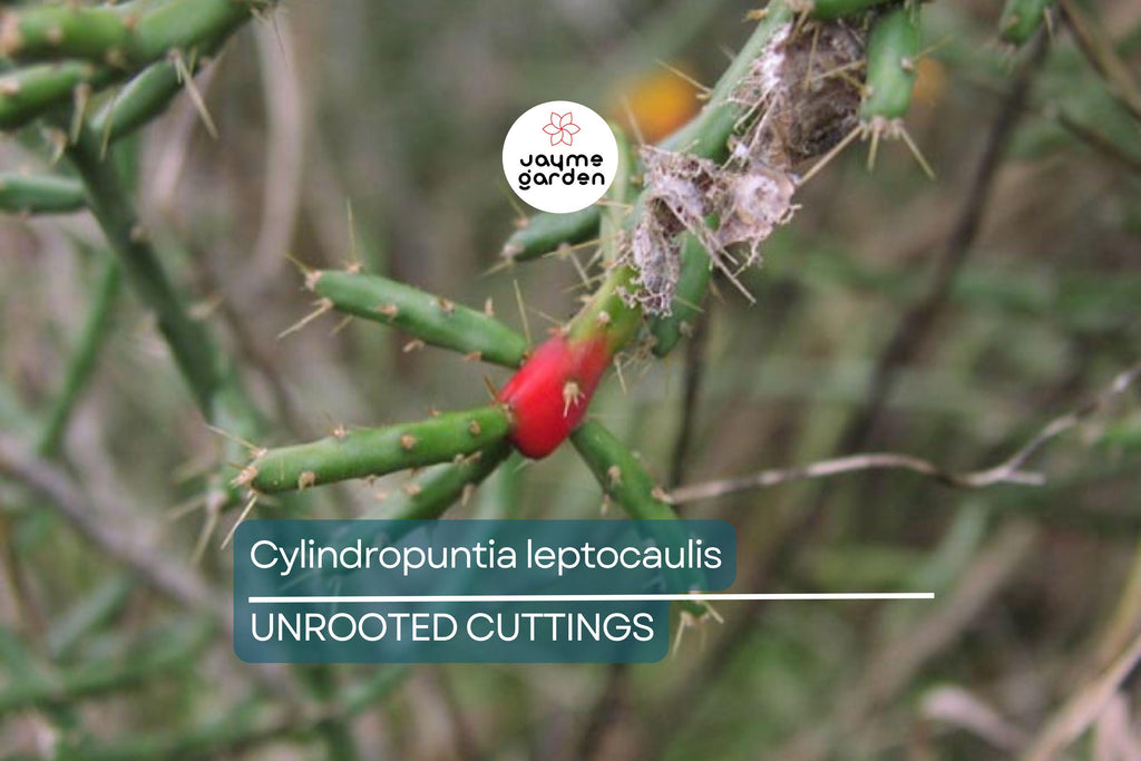 Cylindropuntia leptocaulis Cactus – Bare Root Succulent Cutting with Locality (Winkelman, AZ) – Hardy Desert Plant