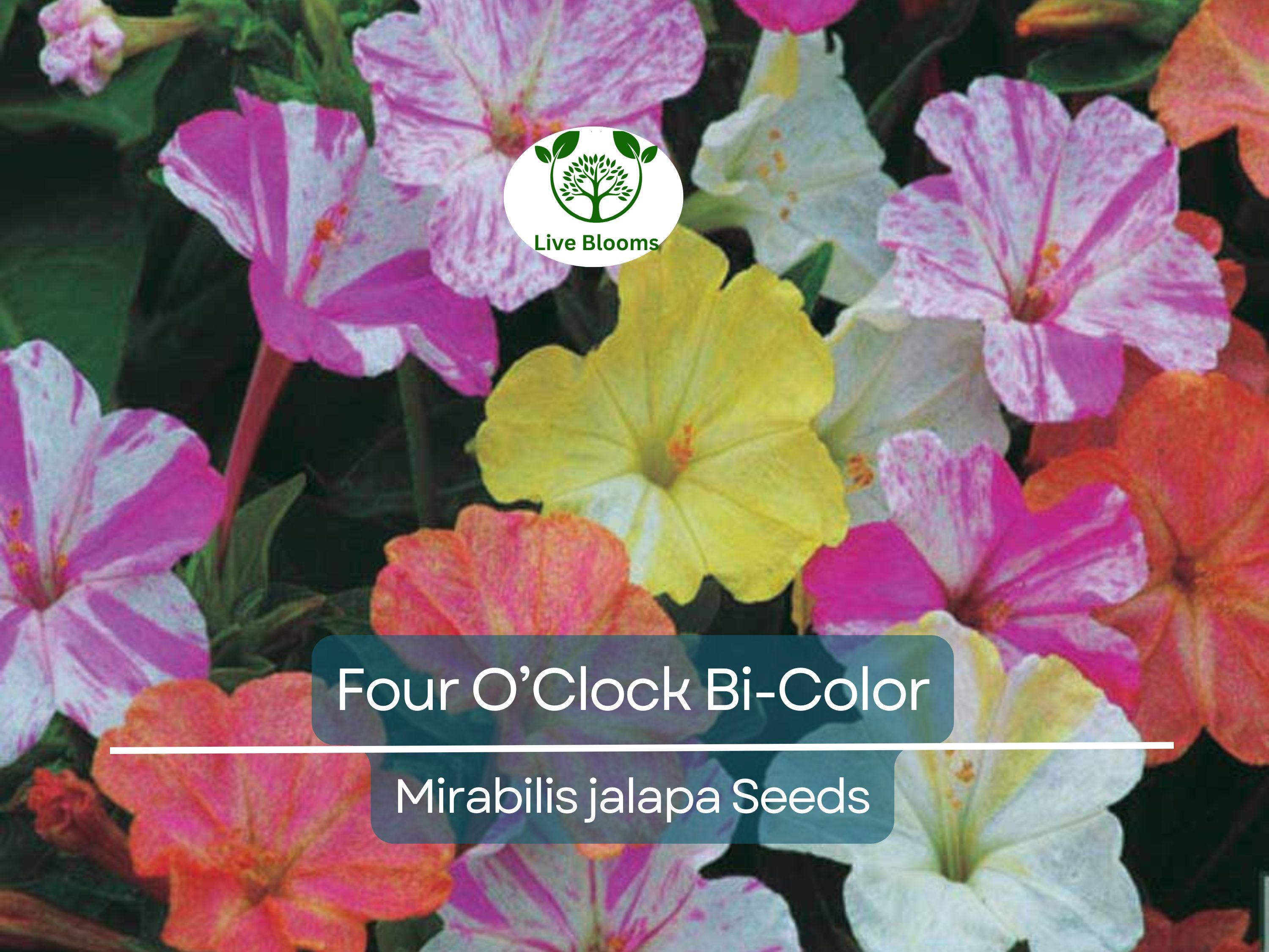 25 Seeds Four O’Clock Bi-Color – Mirabilis jalapa – Heirloom Non-GMO Annual or Perennial – Hummingbird & Pollinator Favorite