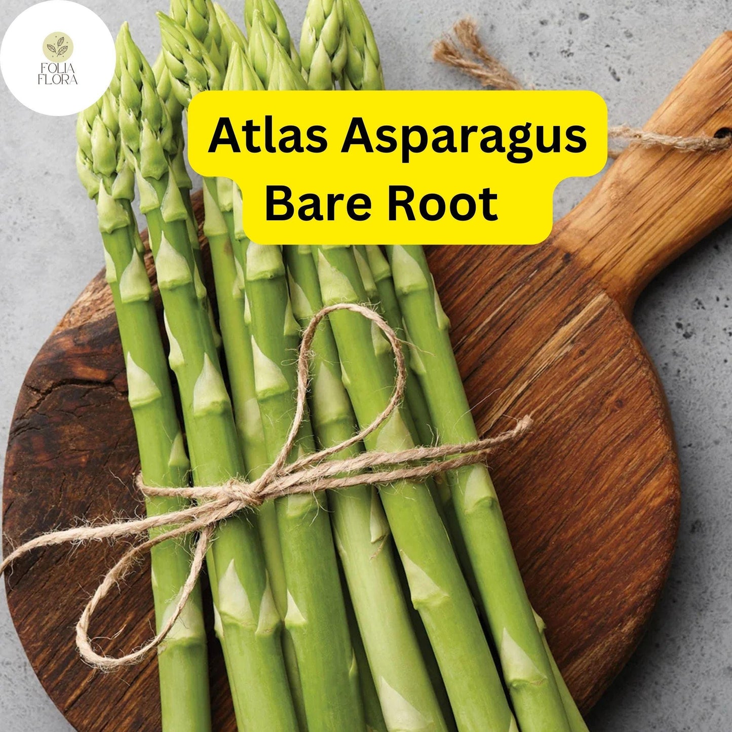 25 Bare Root Plants Green Atlas Asparagus, 2-Year Crowns, Asparagus officinalis, Easy to Grow Garden Starter