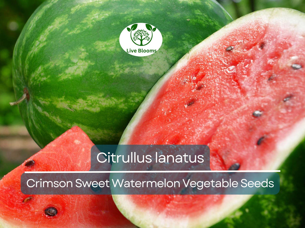 2 Gram Seeds Watermelon Crimson Sweet – Citrullus lanatus | Heirloom Seeds for Planting, Juicy and Sweet Watermelon Variety