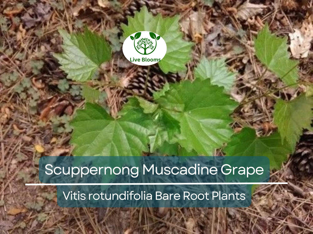 5 Scuppernong Grape Live Plants Bare Root – Muscadine Grape Vine Seedling, Hardy & Sweet Fruit – Rooted Sapling for Garden or Trellis