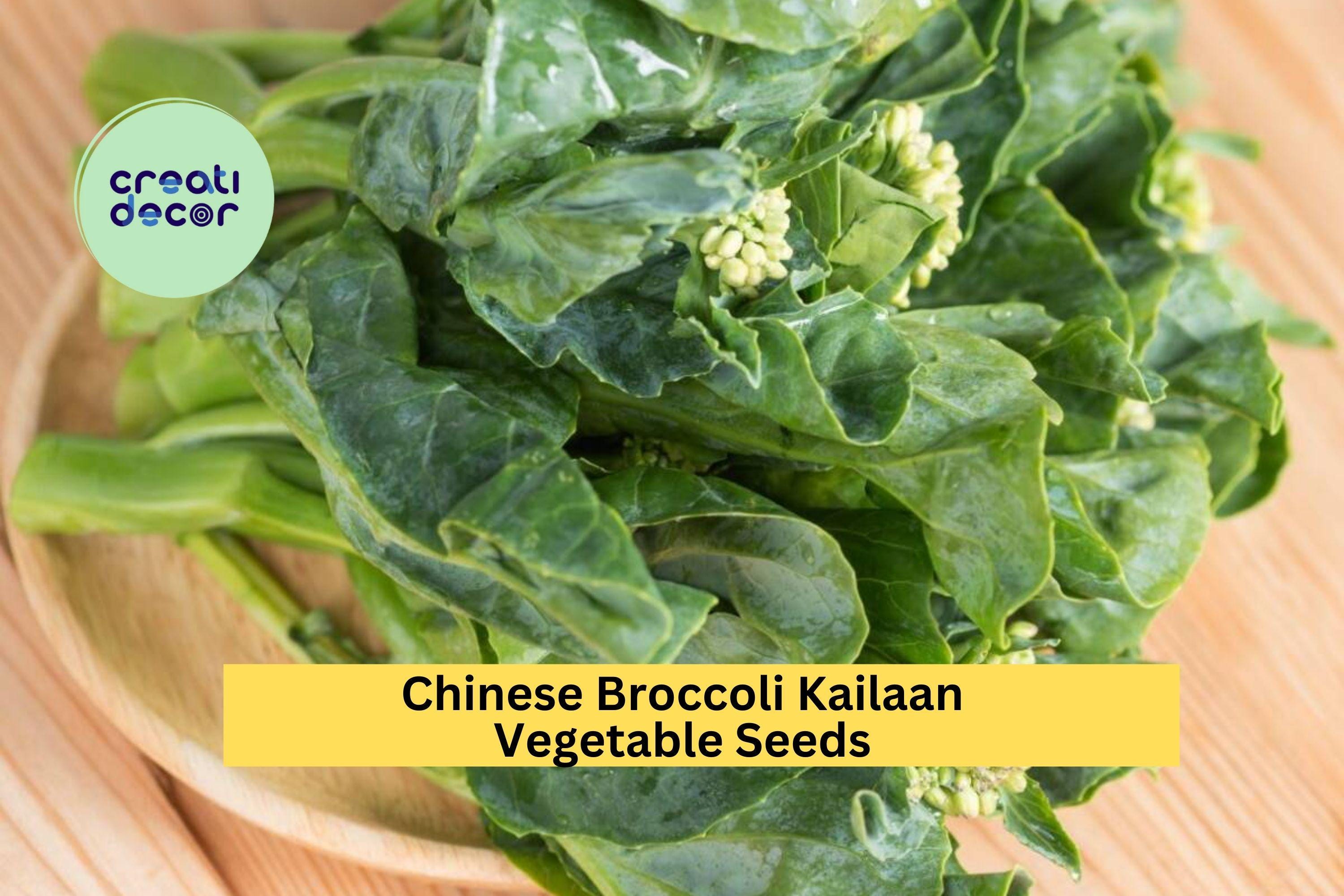 3pcs x 500mg Chinese Broccoli Kailaan Seeds – Open Pollinated Asian Greens for Garden Beds or Container Growing