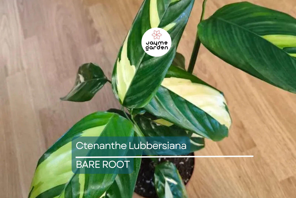 Ctenanthe Lubbersiana ‘Never Never Plant’ – 1 Live Variegated Prayer Plant (1-2’ Tall)