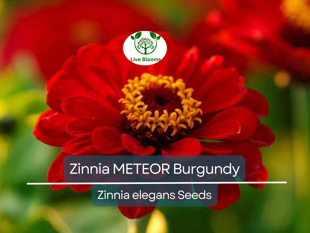 200 Zinnia Meteor Seeds - Burgundy Red Flowers for Pollinators | Zinnia elegans Non-GMO, Heirloom, Attracts Butterflies & Bees