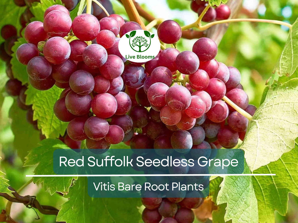 1 Red Suffolk Seedless Grape – Live Table Grape Plant 12–18” – Bare Root Vine – Sweet Fruit for Garden or Trellis
