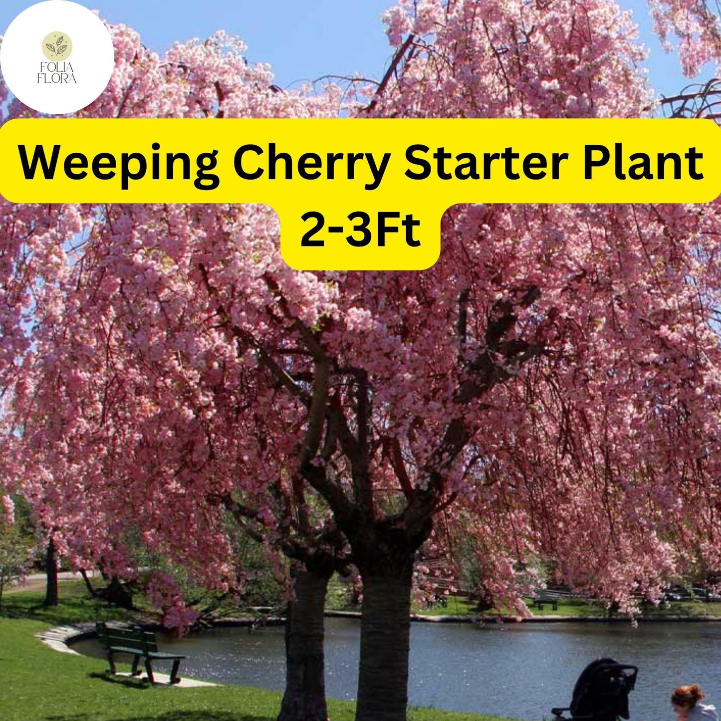 1 Weeping Cherry Tree, 2-3 Ft Tall, Live Flowering Tree, Ready to Plant, Prunus subhirtella