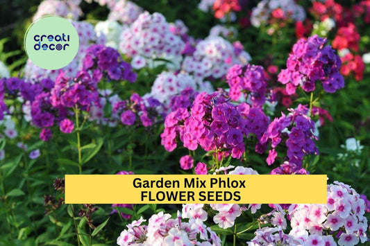100+ Garden Mix Phlox Seeds – Colorful Cluster Blooms for Garden Planting, Pollinator-Friendly Flowers for Borders & Beds – USA