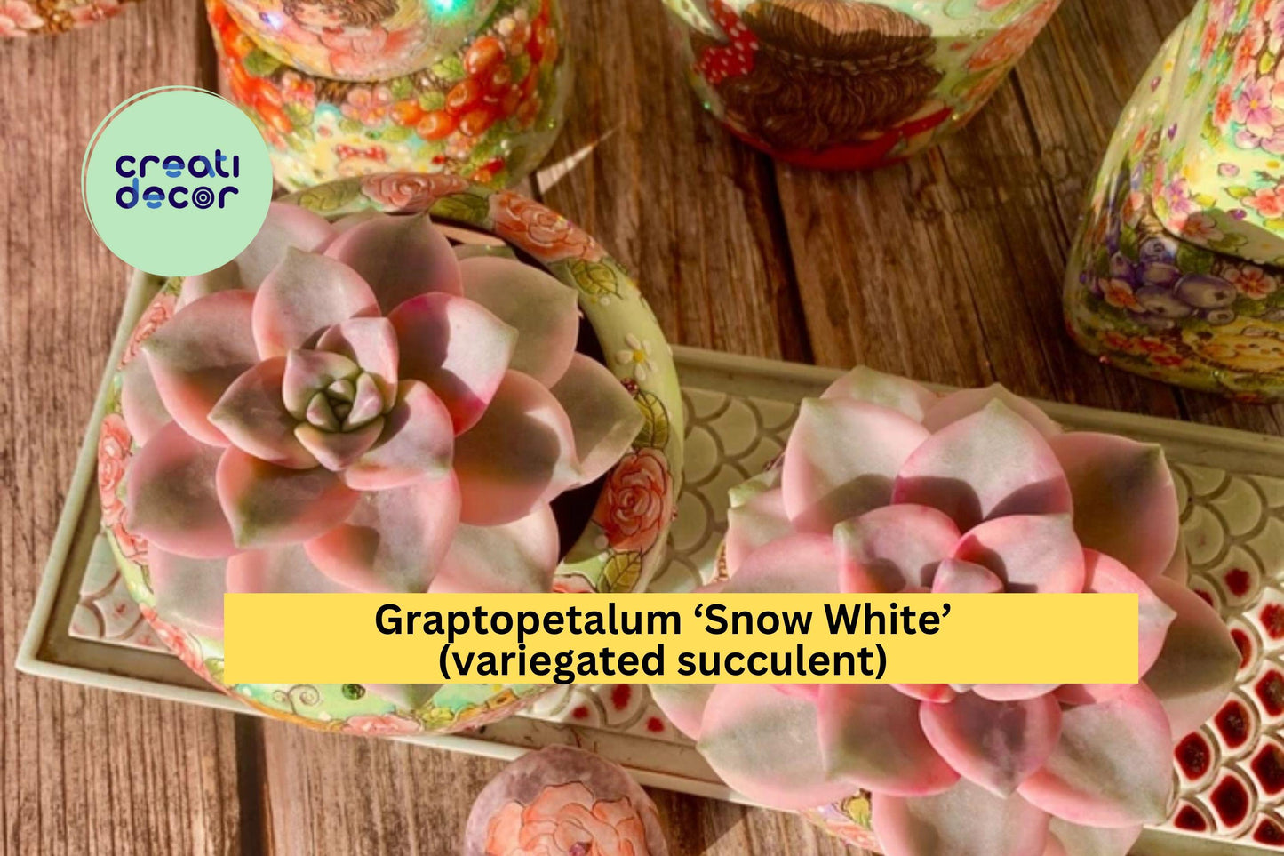 Graptopetalum ‘Snow White’ Variegated Live Succulent | Bare Root Easy-Care Indoor Plant | Unique Gift for Home or Office Décor