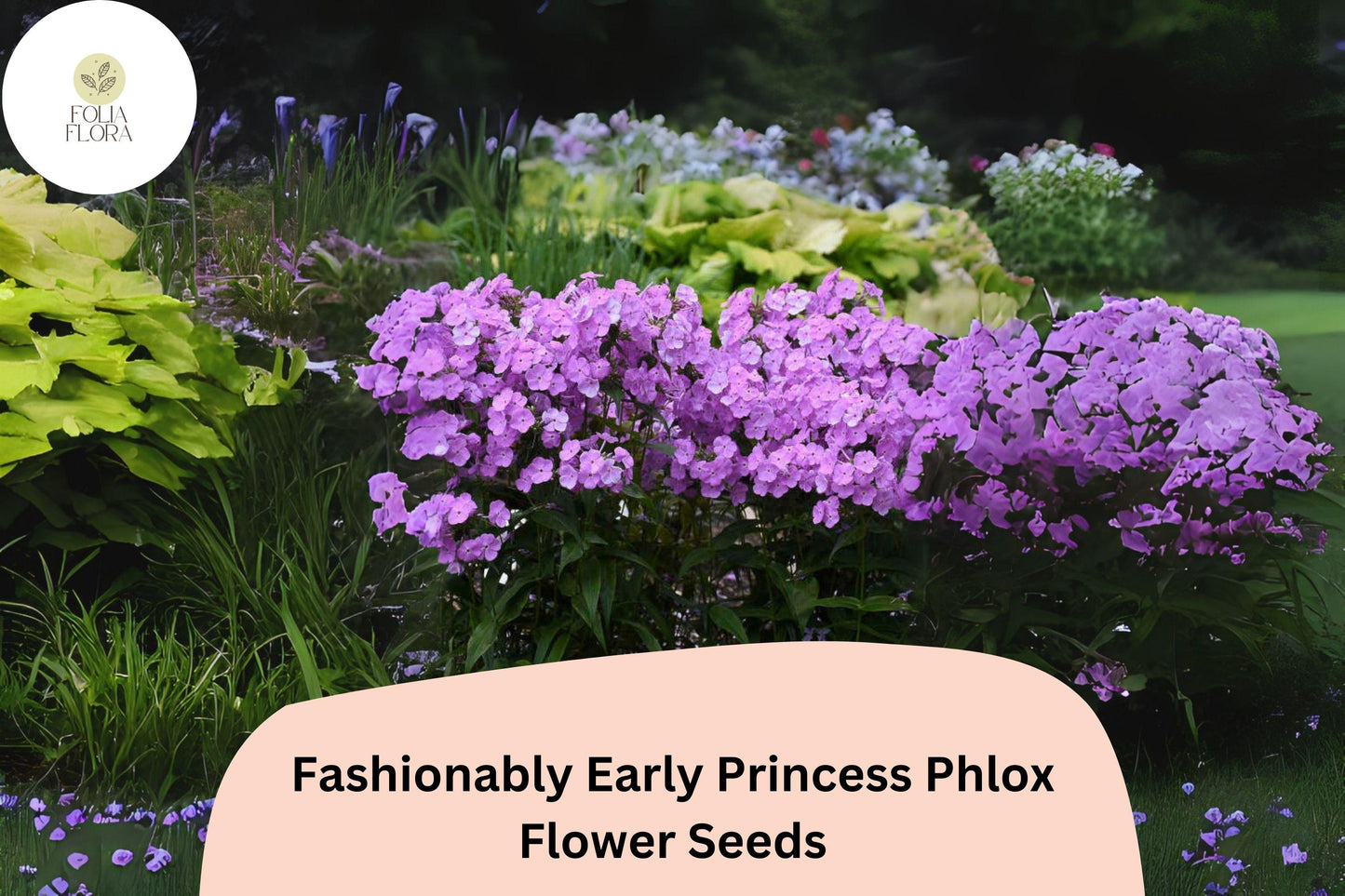 100+ Fashionably Early Princess Phlox Seeds for Garden Planting | Phlox paniculata | Perennial Flower Seeds | Pink Blooms