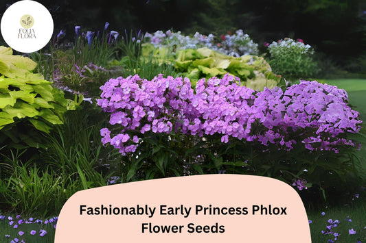 100+ Fashionably Early Princess Phlox Seeds for Garden Planting | Phlox paniculata | Perennial Flower Seeds | Pink Blooms