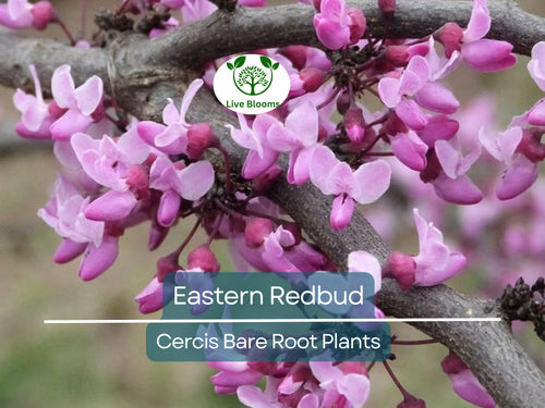 1 Eastern Redbud Trees - Cercis canadensis - 14–18" Live Bare Root Trees - Ornamental, Native, Pink Blooms, Cold Hardy, Easy to Grow