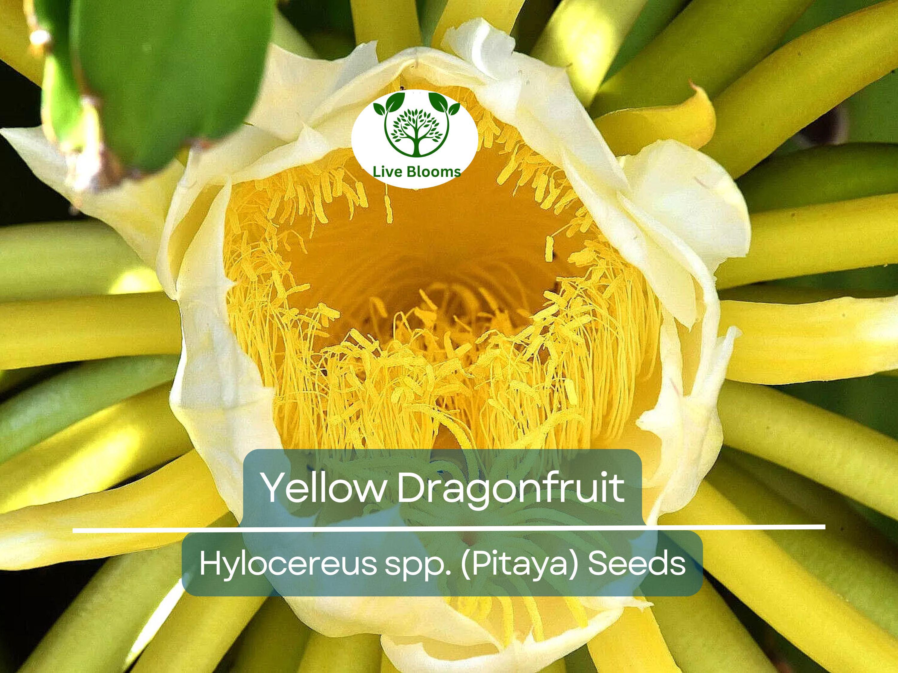 10 Yellow Dragonfruit Seeds | Pitaya Hylocereus Cactus, Sweet & Exotic Fruit, Easy to Grow, Tropical Pitaya Tree