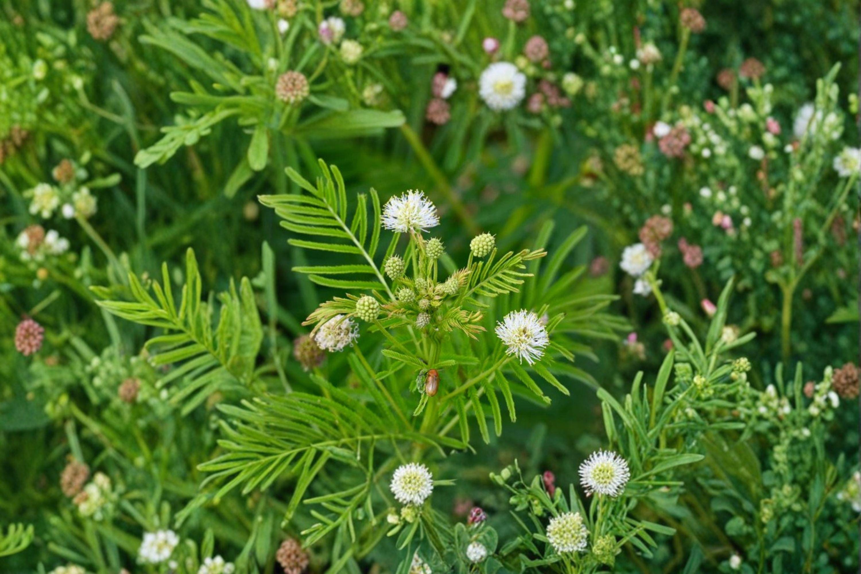 Illinois Bundleflower – Desmanthus illinoensis Seeds | 50 Seeds | Native Prairie Wildflower | Nitrogen-Fixing Pollinator Plant