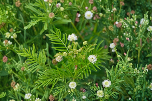 Illinois Bundleflower – Desmanthus illinoensis Seeds | 50 Seeds | Native Prairie Wildflower | Nitrogen-Fixing Pollinator Plant