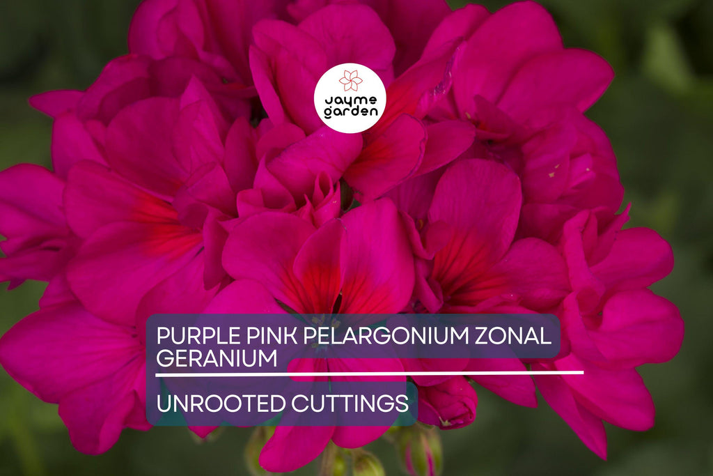 Purple Pink Pelargonium Zonal Geranium – 8 Fresh Live Starter Cuttings, 6"+ Each, Hardy & Fast-Growing, Vibrant Blooms