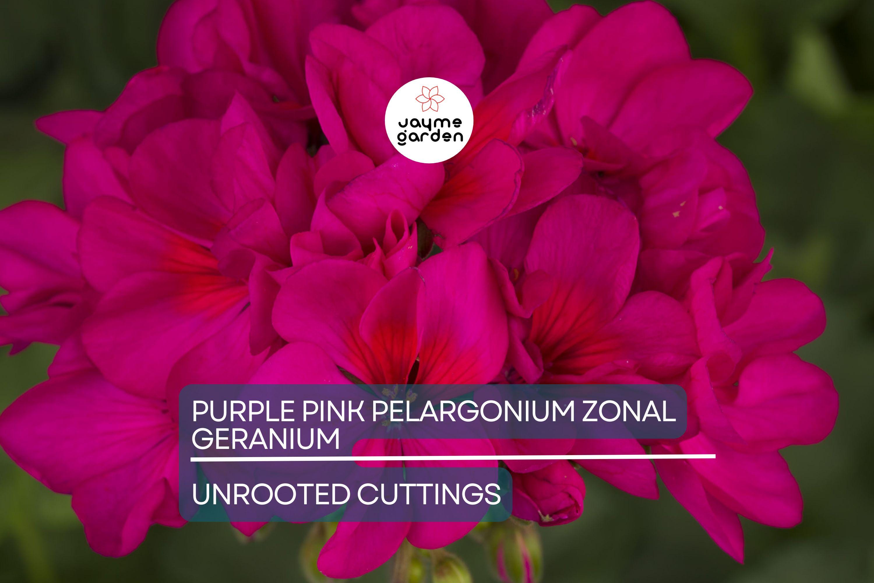 Purple Pink Pelargonium Zonal Geranium – 8 Fresh Live Starter Cuttings, 6"+ Each, Hardy & Fast-Growing, Vibrant Blooms