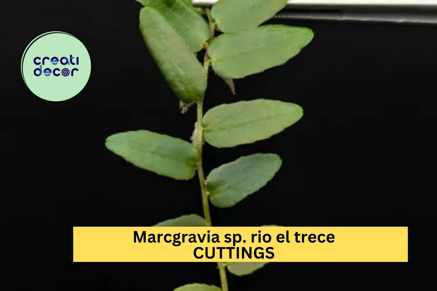 1 Marcgravia sp. Rio El Trece Cutting – 10 Leaf Puerto Rico Shingling Vine for Terrariums, Vivariums & Humid Displays – USA