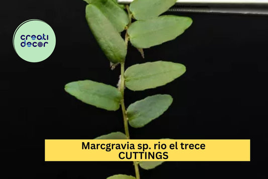1 Marcgravia sp. Rio El Trece Cutting – 10 Leaf Puerto Rico Shingling Vine for Terrariums, Vivariums & Humid Displays – USA