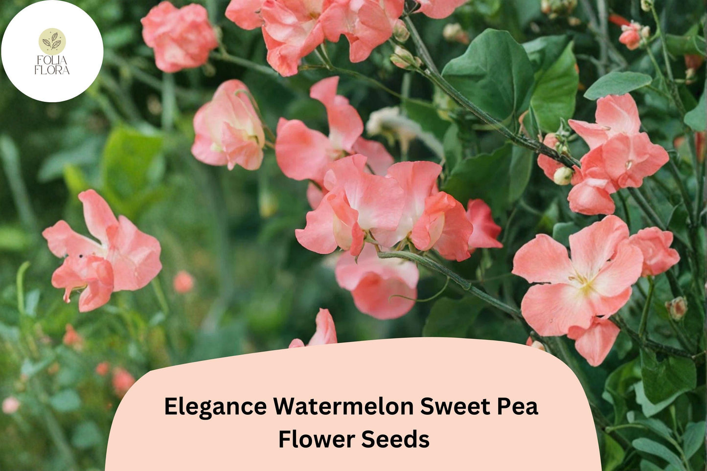 Elegance Watermelon Sweet Pea Seeds | Lathyrus odoratus Pink Bicolor Climbing Vine (50+ Seeds) for Garden Planting