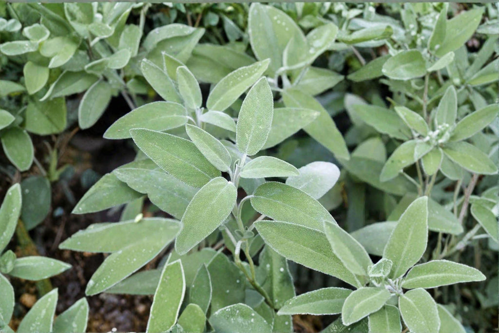 Sage – Broadleaf 30 Seeds | Classic Culinary Sage | Aromatic Gray-Green Leaves | Hardy Perennial Herb