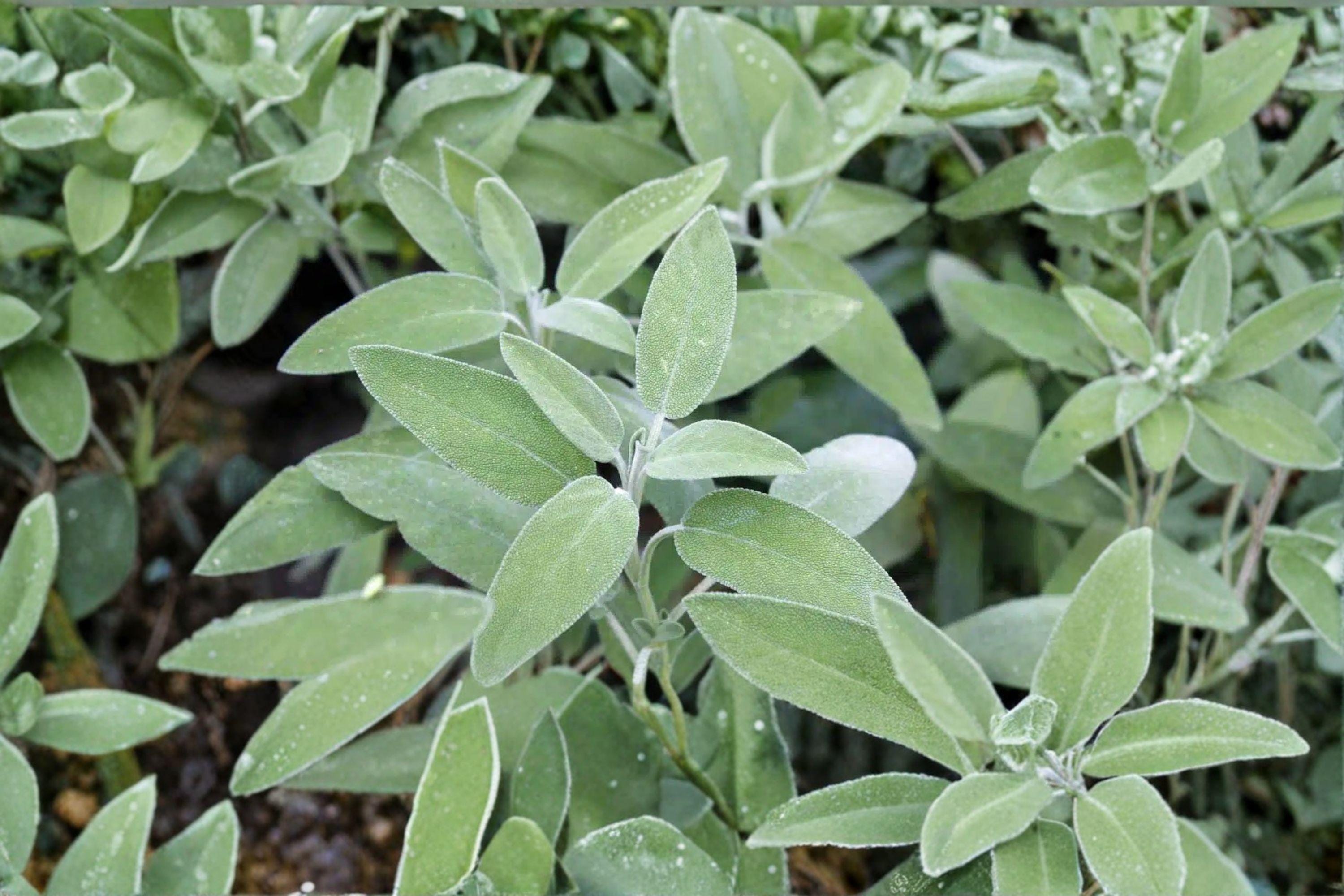 Sage – Broadleaf 30 Seeds | Classic Culinary Sage | Aromatic Gray-Green Leaves | Hardy Perennial Herb